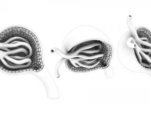 Glomerulus Anatomy 3D Model
