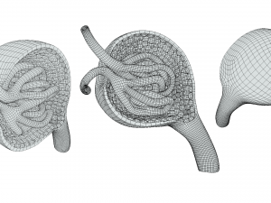 Glomerulus Anatomy Modelo 3D