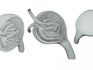 Glomerulus Anatomy 3D Model