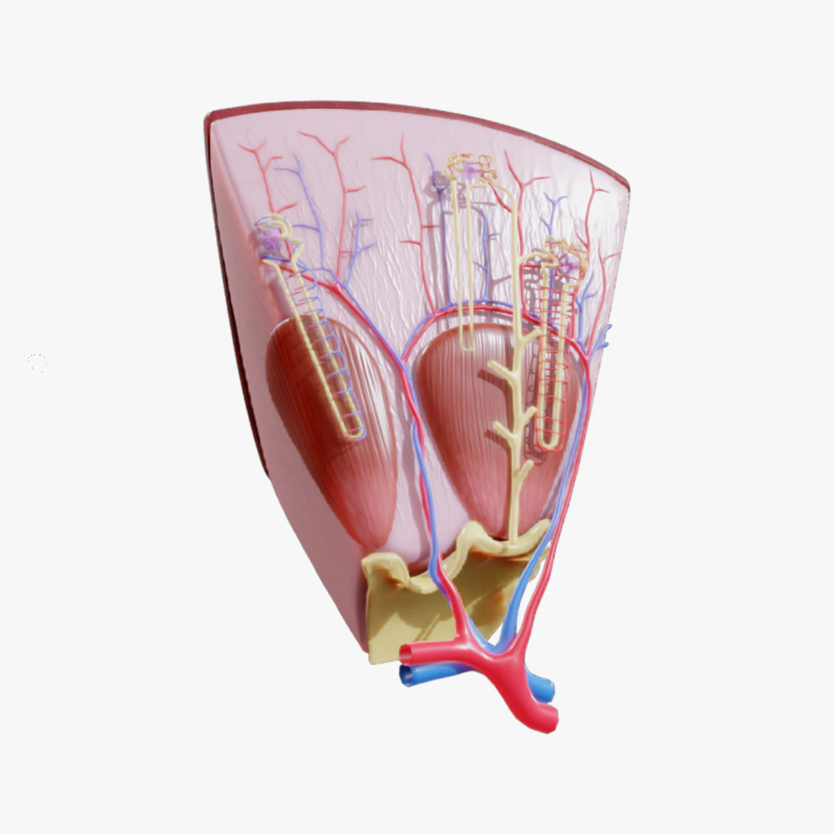 Kidney Nephron Structure Anatomy 3D Model .c4d .max .obj .3ds .fbx .stl .blend
