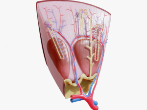 Kidney Nephron Structure Anatomy 3D Model
