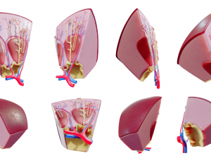 Kidney Nephron Structure Anatomy 3D Модель