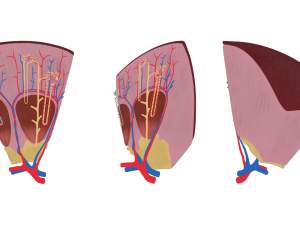Kidney Nephron Structure Anatomy 3D Модель