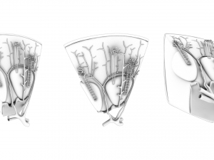 Kidney Nephron Structure Anatomy 3D Модель