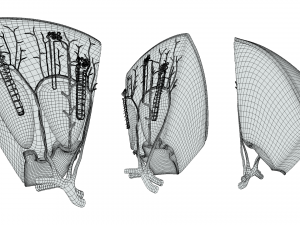 Kidney Nephron Structure Anatomy 3D Модель