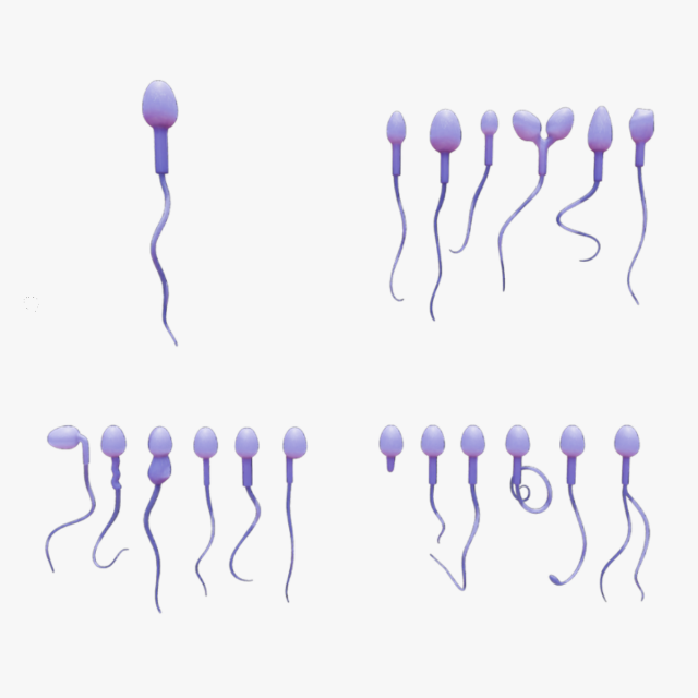 Sperm Morphology Normal and Abnormal 3D Model .c4d .max .obj .3ds .fbx .stl .blend 