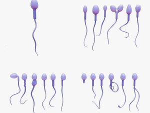 Sperm Morphology Normal and Abnormal Modelo 3D