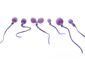 精子の形態の正常と異常 3Dモデル