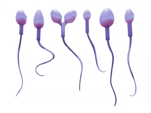 精子の形態の正常と異常 3Dモデル