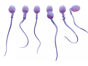Sperm Morphology Normal and Abnormal 3D Model