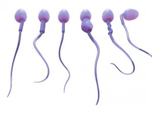 精子の形態の正常と異常 3Dモデル