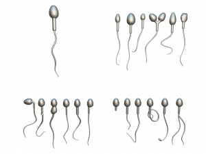 Sperm Morphology Normal and Abnormal 3D Model