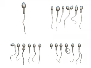 精子の形態の正常と異常 3Dモデル