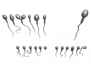 Sperm Morphology Normal and Abnormal 3D Model