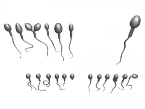 精子の形態の正常と異常 3Dモデル