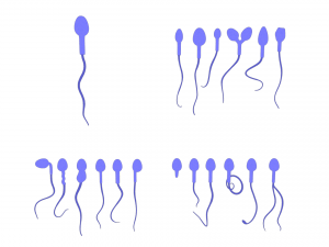 Sperm Morphology Normal and Abnormal 3D Model
