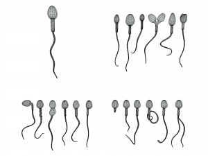 Sperm Morphology Normal and Abnormal 3D Model