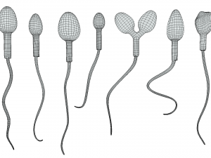 Sperm Morphology Normal and Abnormal 3D Model