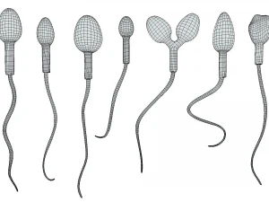 精子の形態の正常と異常 3Dモデル