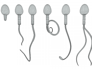 Sperm Morphology Normal and Abnormal 3D Model