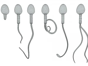 精子の形態の正常と異常 3Dモデル