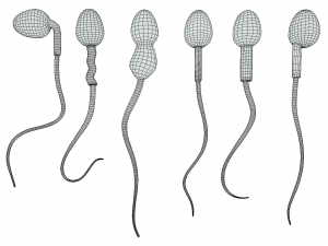 Sperm Morphology Normal and Abnormal 3D Model