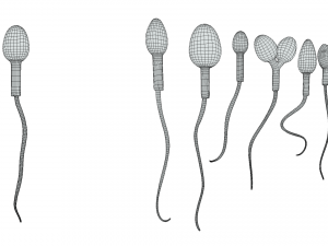 Sperm Morphology Normal and Abnormal 3D Model