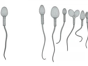 精子の形態の正常と異常 3Dモデル