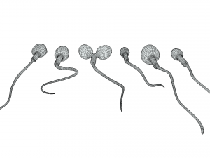 Sperm Morphology Normal and Abnormal 3D Model