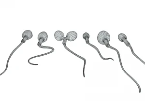 精子の形態の正常と異常 3Dモデル