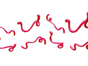 Ebola Virus 3D-Modell