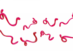 Ebola Virus 3D-Modell