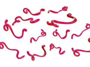 Ebola Virus 3D-Modell