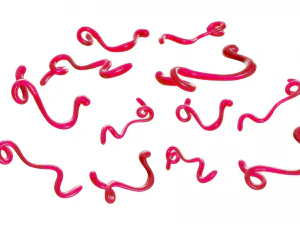 Ebola Virus 3D Model