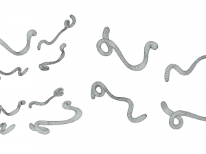 Ebola Virus 3D-Modell