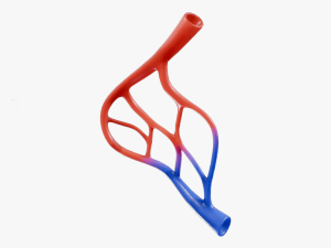 Blood Vessel Anatomy 3D 모델