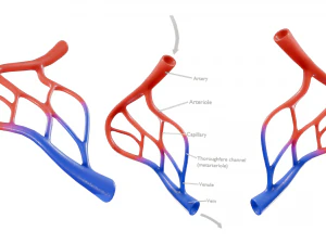 Blood Vessel Anatomy 3D Model