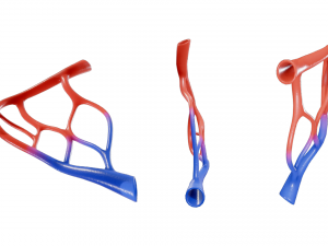 Blood Vessel Anatomy 3D Model