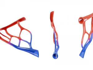 Blood Vessel Anatomy 3D Model