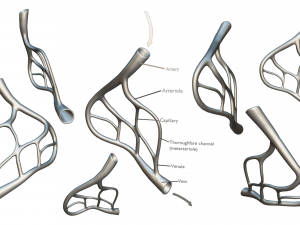 Blood Vessel Anatomy 3D Model