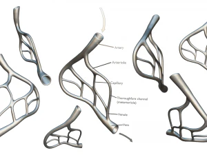 Blood Vessel Anatomy 3D Model