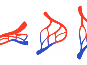 Blood Vessel Anatomy 3D Model