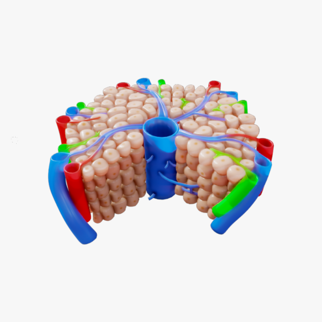 Hepatic Lobule Anatomy 3D Model .c4d .max .obj .3ds .fbx .stl .blend 