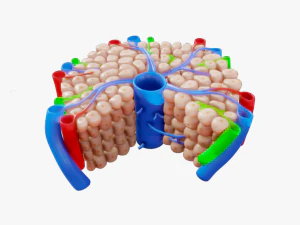 Анатомія печінкової частки 3D Модель