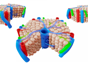 Hepatic Lobule Anatomy 3D Model