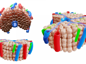 Hepatic Lobule Anatomy 3D Model