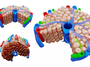 Hepatic Lobule Anatomy 3D Model