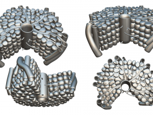 Hepatic Lobule Anatomy 3D Model