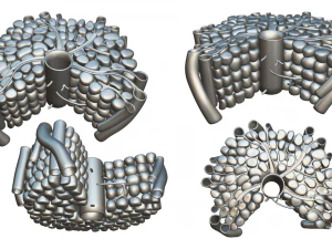 Hepatic Lobule Anatomy 3D Model