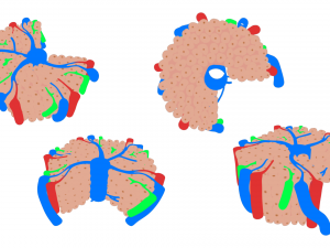 Hepatic Lobule Anatomy 3D Model